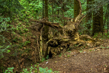a large root of a fallen Christmas tree in Carpathian forest, Skole Beskids National Nature Park, Ukraine