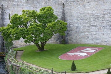 Arbre et emblème de la ville de Vannes