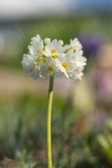 Beautiful spring flowers in the garden - 502579224