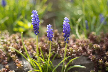 Beautiful spring flowers - 502579690