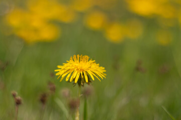 Beautiful spring flowers - 502579840