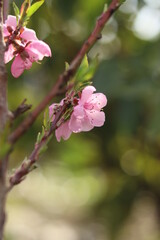 Beautiful spring flowers - 502579856