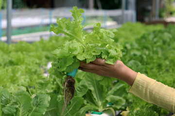 Hand holding Green Oak Lettuce Vegetable salad from a hydroponic farm. Concept for bio production and non chemicals. Growing organic agriculture in greenhouse.