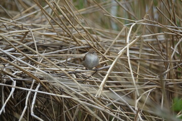 cettis warbler (Cettia cetti) perched amongst reeds at edge of lake