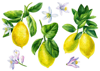 Set of lemons. Hand drawn watercolor painting isolated on white background. fruit lemon illustration
