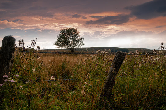 landscape on the aubrac plateau lozere france ,with fence in the forground and evening sky.