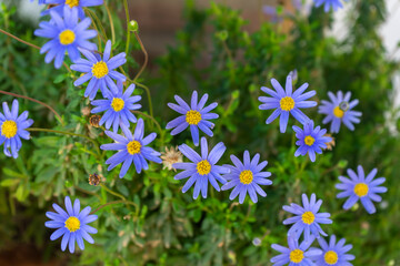 BLUE FLOWERS IN A GARDEN