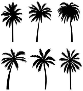 palm trees set silhouette, on white background, isolated, vector