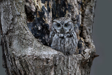 Eastern Screech Owl  Sitting in a Tree Hole in Early Spring, Portrait