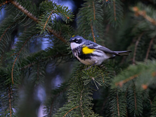 Yellow-rumped Warbler  Perched on Pine Tree Branch in Spring