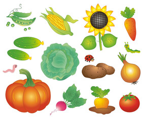 Big set of vegetables. vector image