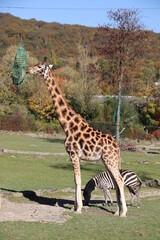 Obraz premium Giraffe