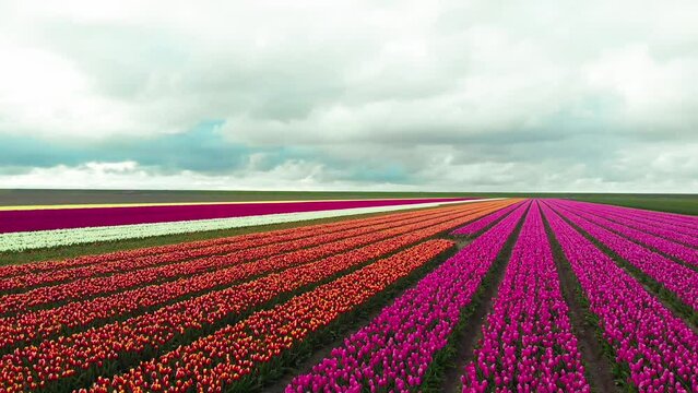 4k Aerial drone flying Magical landscape with beautiful tulips field in Netherlands on spring. Drone view Blooming multicolor dutch tulip fields in dutch landscape Holland. Travel vacation concept 