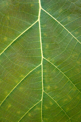 The green texture of teak leaf with pinnately netted venation backgroung.