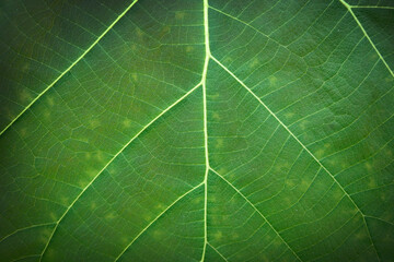 The green texture of teak leaf with pinnately netted venation background.