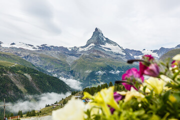 Idyllic landscape in the Alps with fresh green meadows and blooming flowers and snowcapped mountain tops in the background.