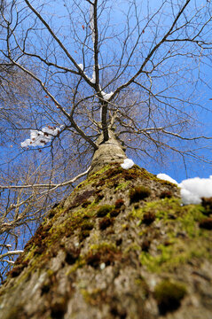 Buche im Winter