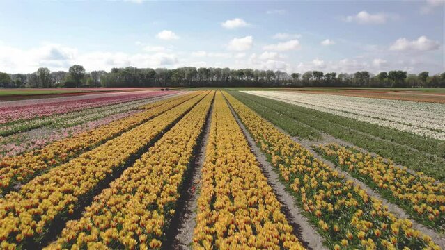 drone shot flying forward starting low then rise up over dutch tulip fieds in 4k