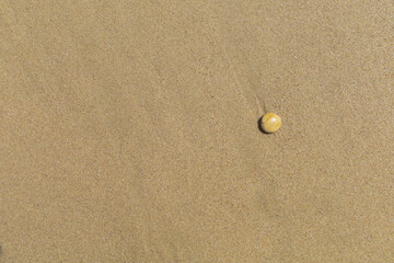 Small yellow brown stone on wet sand beach surface, natural textured background