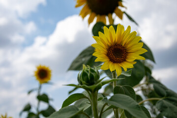 Sunflower growing in the field. Sunflower plantation, a plant that grows and ripens in the sun.