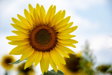 Sunflower growing in the field. Sunflower plantation, a plant that grows and ripens in the sun.