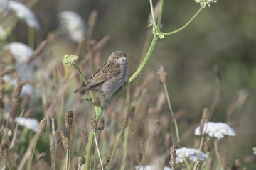 sparrow standing on plant stem in field