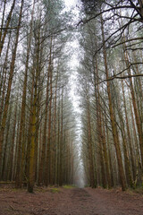 Looking in to tall pine trees in a forest in the summer