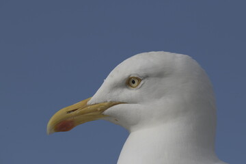 close up of seagull on blue sky