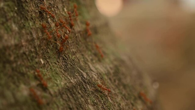 Ants work in the daytime, the ants bridge unity team, the concept team work together. Ant's help orange and red ants A small creature on a branch in a walk then unity.