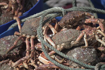 red crabs on top of each other on the beach