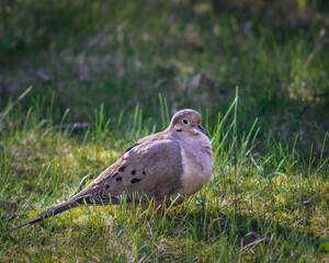 Close-up of Mourning Dove in the Backyard in Spring