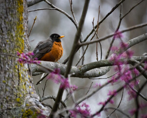 Close-up of a Robin in a Tree in the Backyard