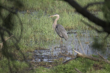 heron standing in water