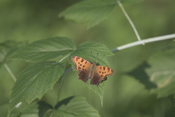 orange and black butterfly on green leaf