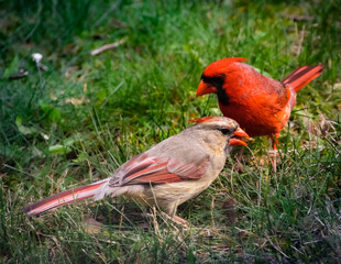 Cardinals in the Backyard