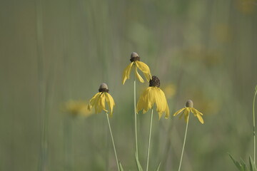 yellow flower in meadow