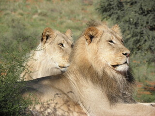 Fototapeta na wymiar Löwenpaar in Afrika