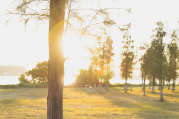 Fototapeta premium morning in the park