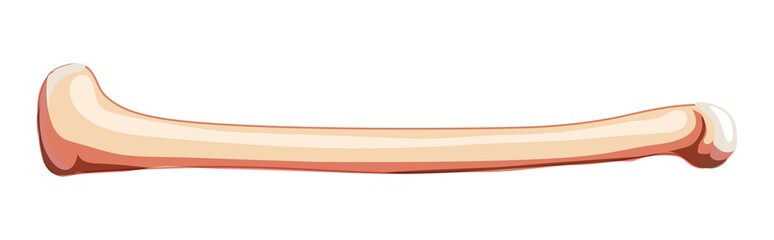 Femur thigh bone Skeleton Human side lateral view. Anatomically correct 3D realistic flat natural color concept Vector illustration of anatomy isolated on white background