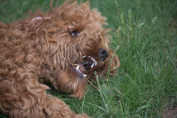 red cockapoo lying on the grass