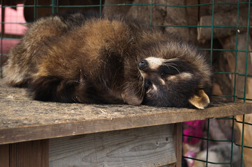 Two furry brown racoons sleeping in the aviary