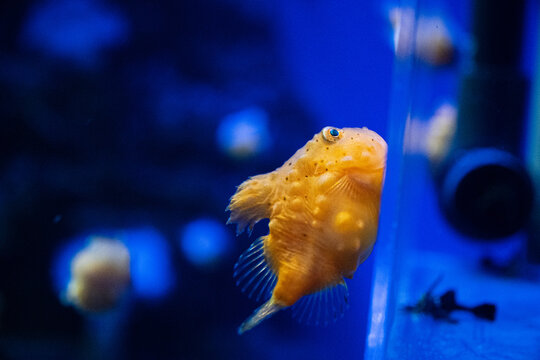 yellow balloon lumpfish in aquarium