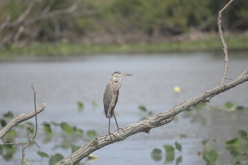 heron standing on branch above water