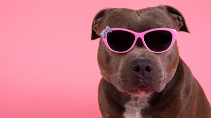 Serious dog with sunglasses and isolated on pink background in studio