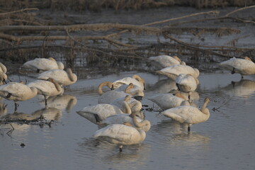 swans standing in water