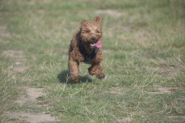 Red cockapoo puppy running
