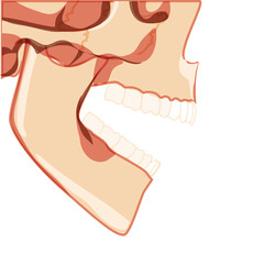 Skull open mouth Skeleton Human partly displayed head side view. Human jaws model with teeth row. Set of chump realistic flat natural color concept Vector illustration of anatomy isolated on white
