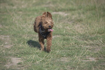 Fototapeta premium Red cockapoo puppy running