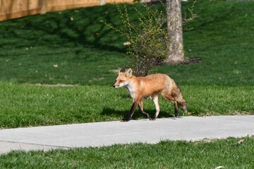 Red fox trots through town using the sidewalk