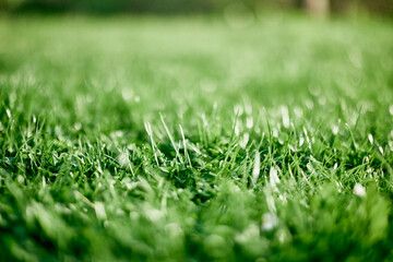 Fresh leaves of young green lawn grass close-up, clover and micro clover sprouts for landscape design and garden landscaping. Ecology and caring for nature as a way of life